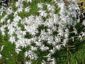 Sand-Nelke (Dianthus arenarius)