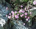 Edel-Nelke (Dianthus caryophyllus)