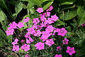 Heide-Nelke (Dianthus deltoides)