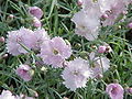 Pfingst-Nelke (Dianthus gratianopolitanus)