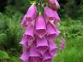 Roter Fingerhut (Digitalis purpurea)