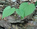 Yams (Dioscorea villosa)