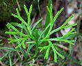 Gewöhnlicher Flachbärlapp (Diphasiastrum complanatum)