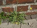Wilde Rauke (Diplotaxis tenuifolia)