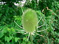 Wilde Karde (Dipsacus fullonum)