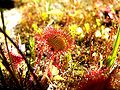 Rundblättriger Sonnentau (Drosera rotundifolia)