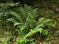 Echter Wurmfarn (Dryopteris filix-mas)