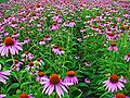 Purpur-Sonnenhut (Echinacea purpurea)