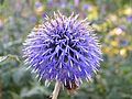 Banater Kugeldistel (Echinops bannaticus)