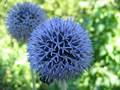 Ruthenische Kugeldistel (Echinops ritro)