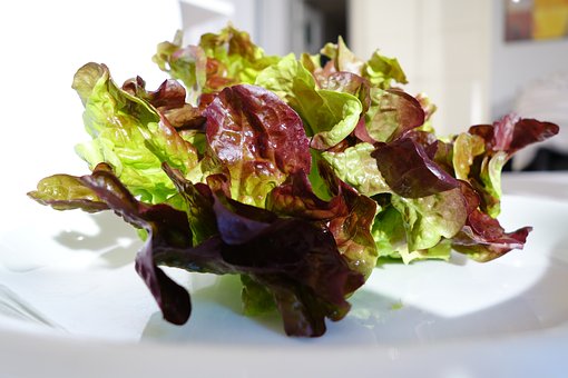 Eichblattsalat (Lactuca sativa var. acephala)