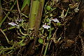Kardamom (Elettaria cardamomum)