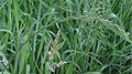 Gewöhnliche Quecke (Elymus repens)