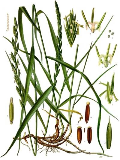 Gemeine Quecke (Elymus repens)