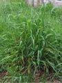 Gemeine Quecke (Elymus repens)