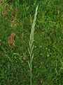 Gemeine Quecke (Elymus repens), Ähre