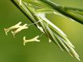 Gemeine Quecke (Elymus repens), Blüte