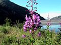 Schmalblättriges Weidenröschen (Epilobium angustifolium)