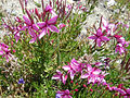 Rosmarin-Weidenröschen (Epilobium dodonaei)