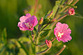 Rauhaariges Weidenröschen (Epilobium hirsutum)