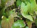 Ziegenkraut (Epimedium sagittatum)