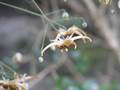 Epimedium wushanense