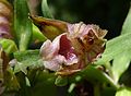 Breitblättrige Stendelwurz (Epipactis helleborine)