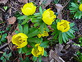 Winterling (Eranthis hyemalis)