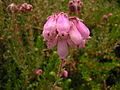 Glocken-Heide (Erica tetralix)