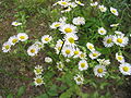 Weißes Berufkraut (Erigeron annuus)