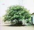 Japanische Wollmispel (Eriobotrya japonica)