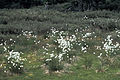 Scheiden-Wollgras (Eriophorum vaginatum)