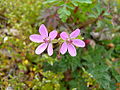 Gewöhnlicher Reiherschnabel (Erodium cicutarium)