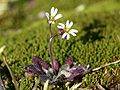 Frühlings-Hungerblümchen (Erophila verna)