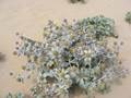 Stranddistel (Eryngium planum)