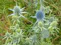 Flachblatt-Mannstreu (Eryngium planum)