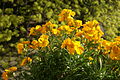 Goldlack (Erysimum cheiri)