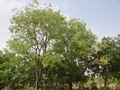 African Ordealtree (Erythrophleum africanum)