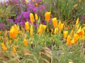 Kalifornischer Kappenmohn (Eschscholzia californica)