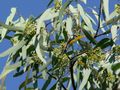 Eukalyptus (Eucalyptus)