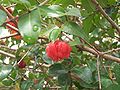 Surinamkirsche (Eugenia uniflora)