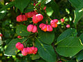 Früchte des Gewöhnlichen Spindelstrauchs (Euonymus europaeus)