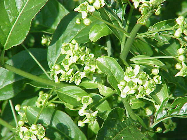 Blüten des Gemeinen Spindelstrauchs (Euonymus europaeus)