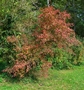 Habitus des Gewöhnlichen Spindelstrauchs (Euonymus europaeus)