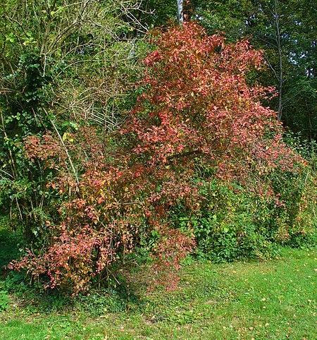 Habitus des Gemeinen Spindelstrauchs (Euonymus europaeus)