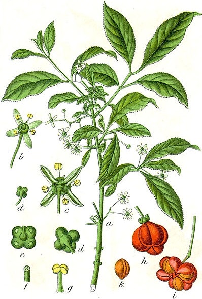 Illustration des Gemeinen Spindelstrauchs (Euonymus europaeus)