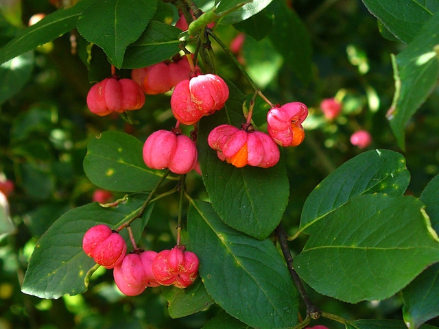 Gewöhnlicher Spindelstrauch (Euonymus europaeus)