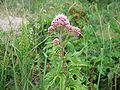 Gewöhnlicher Wasserdost (Eupatorium cannabinum)