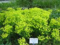 Zypressen-Wolfsmilch (Euphorbia cyparissias)