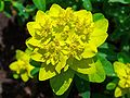 Vielfarbige Wolfsmilch (Euphorbia epithymoides)